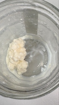 Large Milk Kefir Grains (大粒奶克菲爾種）