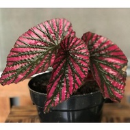 tanaman hias begonia walet - begonia rex walet - Begonia Brevirimosa