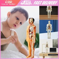 3D Human Body Torso Model Removable Parts Organ Simulation Human Body Science Classroom Demonstratio