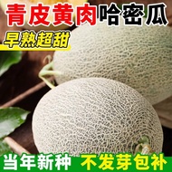 Authentic Kashmelon Seeds Cantaloupe Seeds Xinjiang Cantaloupe Melon Fruit Vegetable Seeds Cantaloup
