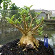 Amefurashi 5 Benih Yaman Biji Bunga Adenium Arabicum Mudah Tumbuh
