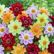 Xiaoli Flower Seed Single Petal Dahlia Flower Seed Dahlia Dahlia Dahlia Dahlia Easy-to-Plant Flower 