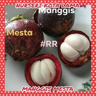 🔥HYBRID🔥 ANAK POKOK MANGGIS MESTA @ MASTER @ MASTA