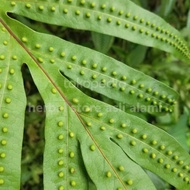 Unique bumpy forest fern, bumpy/