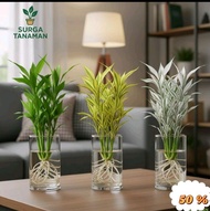 Paket 3 Tanaman Bambu Hoki Media Air - Tanaman Keberuntungan - Bambu Hoki Kuning - Bambu Hoki Hijau