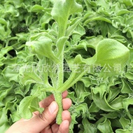 Ice Vegetable Seed Crystal Crested Wheatgrass Seed Seedling Vegetable Four Seasons Seedling Vegetable Shoots Potted Cabb