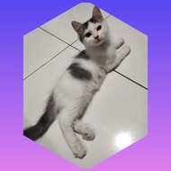 Lepas Adopsi Kucing Persia lucu, super murah