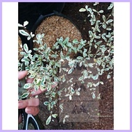 Variegated African Talisay rare ♂ ℗ ☂