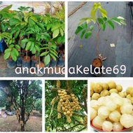 pokok dokong madu hybrid,cepat berbuah