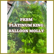 ● ♂ ☇ AQUARIUM PLANTS AND DECOR FOR PKBM(PLATINUM KING BALLOON MOLLY)