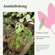 Janda Bolong
