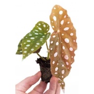 5 Biji Benih Keladi Maculata Wightii Caladium Begonia Seed - 5 Seed