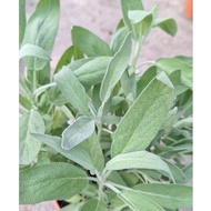 Pokok Sage pokok herba pokok hidup