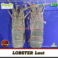 Lobster Pakistan 1Kg isi 2-3Ekor / Lobster air laut fresh