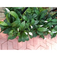 peace lily -indoor plant