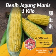Benih Jagung Manis JT [ 1 Kg] Sweet Corn Seeds超甜玉米种子 Soon Huat Seeds