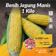 Benih Jagung Manis Sweet Corn Seeds JT [ 1 KG] 超甜玉米种子 Soon Huat Seeds