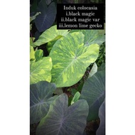 SHOCKING SALE‼️ LIVE PLANTS/ POKOK HIDUP (COLOCASIA BLACK MAGIC ,BLACK MAGIC VAR ,LEMON LIME GECKO) 