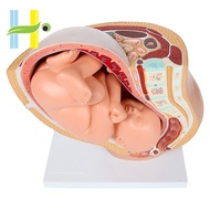 Human Pregnancy Fetal Development 9Th Month Embryonic Pelvic Model Fetus Foetus Pregnancy Anatomy of