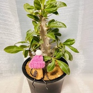 白馬城棒槌樹 塊根植物 附獨家設計造型軟木塞人