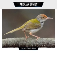 Burung Prenjak Lumut Bahan
