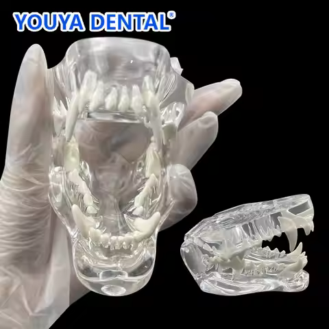 Dental Clear Dog Teeth Model Pet Clinic Decoration Anatomical Tooth Jaw Canine Veterinary Transparen