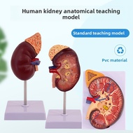 Human kidney model natural large kidney anatomy attached to adrenal gland 3 x magnification renal le