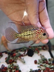 Flowerhorn King kamfa f2 male fish, 泰国金花f2