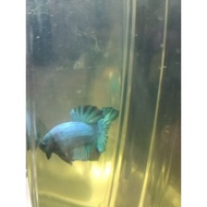 Betta fish Avatar ikan Laga avatar 打架鱼