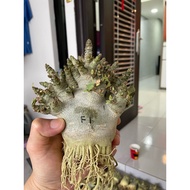 🌟🌟🌟新品珊瑚海富贵花🌟🌟🌟（限量哦）8寸盆 8inch pot Adenium Thailand Coral Gotji