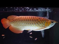 Ikan Arwana Golden Red ikan hias predator 15 - 25 CM