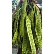 3PCS PETAI FRESH | 3 PAPAN PETAI ULAM | PETAI FRESH | BUAH PETAI | ULAM PETAI