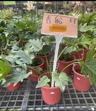 🌳  秀船蔓綠絨Philodendron Xanadu奧利多蔓綠絨 6吋盆  實物拍攝室內植物 觀葉植物 綠化植物