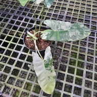 philodendron burle marx snow white - 2