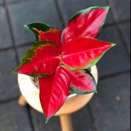 Aglaonema Suksom Jaipong /Aglonema Suksom Jaipong / Aglonema Suksom