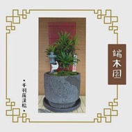 Bonsai 微景盆栽 ▪︎ 千羽羅漢松▪︎