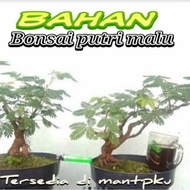 Bahan bonsai putri malu viral/bonggol @omley46