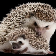 Landak Mini Jinak - Betina dan Jantan Varian Pinto, Albino, Brown, Salt Pepper