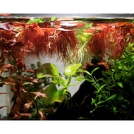 Phyllantus Fluitans (Red Root Floater) 5 stems