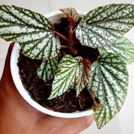 tanaman hias begonia snow capped tanaman begonia snow capped