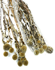 Dry Flowers Natural Echinops 55gms/packet. Home Office Events DecorAfoil145