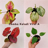 [ Combo Keladi Viral ] Keladi viral murah / caladium thai murah / keladi viral / caladium thai hybrid / caladium thai