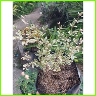 ☎ ∏ ❖ Variagated African Talisay Seedlings in soft poly bag
