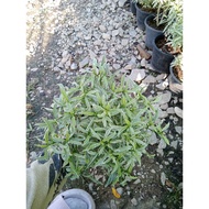 pokok bunga jasmin batik