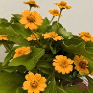 Melampodium / Butter Daisy by LS Group