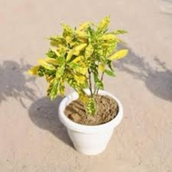 Pokok Puding Kuning Emas Perak / pokok dalam polybag