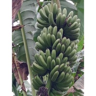 anak benih pokok pisang /nangka/restali/kebatu/kelatlego/nipah/awak/kapas