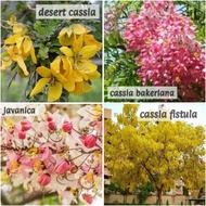 Pokok Dessert Desert Cassia Bakeriana Javanica Senna Polyphylla siam white
