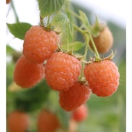 Anak Pokok Raspberry 'Valentina®'