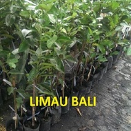 MKT - Grafted Pomelo Sapling / Anak Pokok Limau Bali / pokok kahwin / cepat berbuah